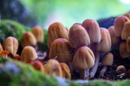 Téléchargez les photos : Une mise au point sélective des champignons mica cap poussant dans les bois sol avec fond flou - en image libre de droit
