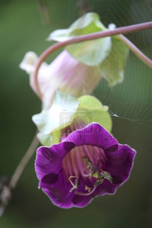 Foto de Una macro toma vertical de una flor púrpura de Cobaea escandaliza y una tela de araña en ella - Imagen libre de derechos