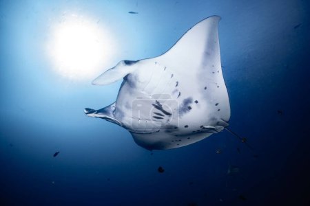 Photo for A white Reef manta ray swimming in the deep blue water - Royalty Free Image