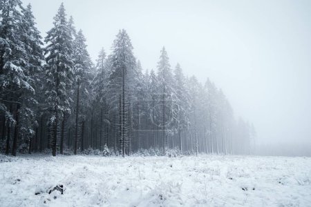 Téléchargez les photos : Un beau paysage de la forêt ardennaise par temps neigeux et brumeux en Belgique. - en image libre de droit