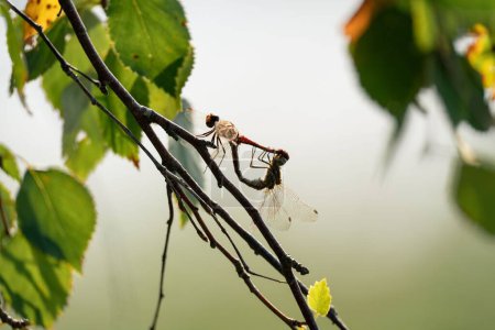Téléchargez les photos : Gros plan de libellules sur une branche d'arbre - en image libre de droit