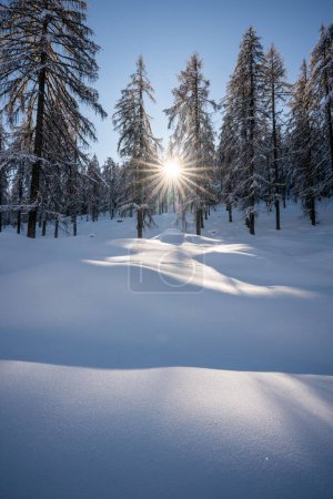 Photo for A vertical shot of a rocky mountain covered with snow and fir trees - Royalty Free Image
