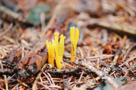 Téléchargez les photos : Vue rapprochée du champignon Calocera viscosa poussant dans une forêt - en image libre de droit