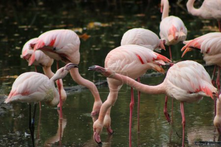 Photo for The pink flamingos resting in the water pond at a zoo cage in the blurred background - Royalty Free Image
