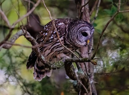 Photo for A closeup of a barred owl perched on a tree. Strix varia. - Royalty Free Image