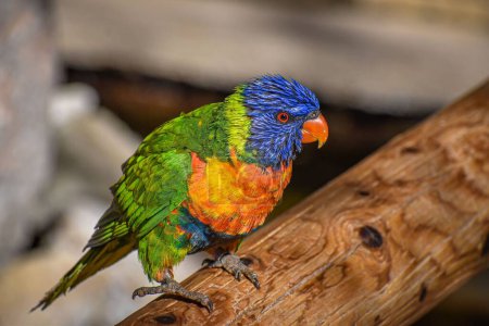 Téléchargez les photos : Un gros plan d'un beau perroquet de Loriini perché sur le bois - en image libre de droit