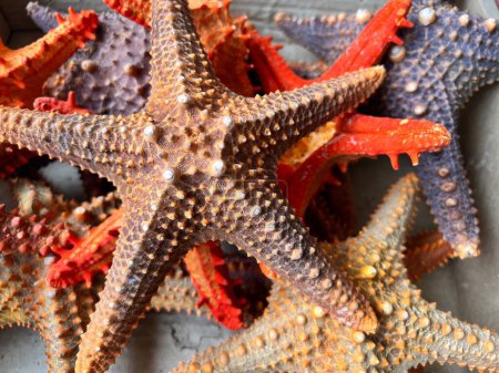 Photo for A closeup shot of Panamic cushion stars - Royalty Free Image