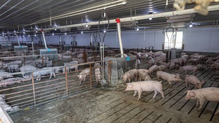 Foto de La vista de ángulo alto de los cerdos dentro de una casa de cerdos - Imagen libre de derechos