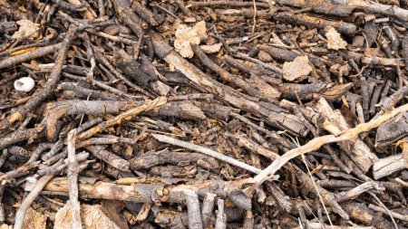 Photo for A closeup of a pile of wood, firewood background - Royalty Free Image