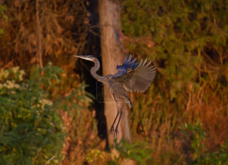 Téléchargez les photos : Un gros plan d'un héron volant contre la forêt d'automne - en image libre de droit