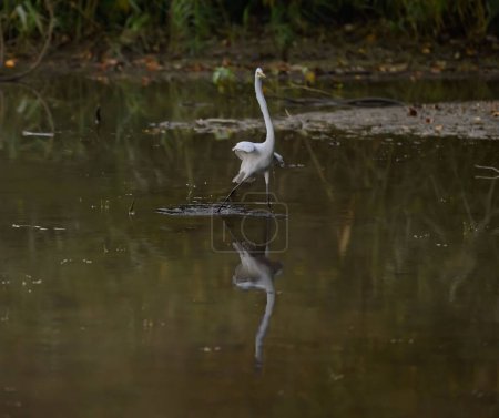 Téléchargez les photos : Un gros plan d'une grande aigrette survolant un lac dans la nature - en image libre de droit