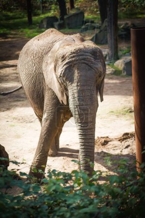Photo for A vertical shot of an elephant standing on a forest park - Royalty Free Image