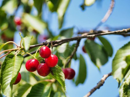 Photo for A cherry tree with ripe berries - Royalty Free Image