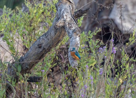 Téléchargez les photos : Un oiseau martin-pêcheur perché sur un arbre dans une forêt - en image libre de droit