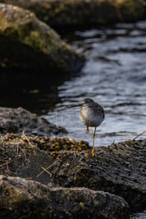 Téléchargez les photos : Gros plan vertical d'un petit oiseau à pattes jaunes, Tringa flavipes debout sur une patte au bord d'une rivière - en image libre de droit