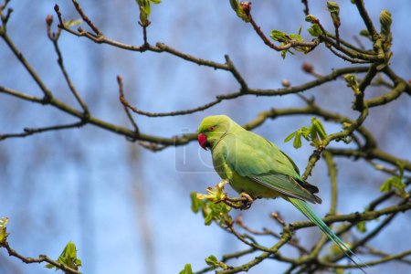 Photo for A closeup of a cute Parakeet sitting on a branch in a forest during sunrise - Royalty Free Image