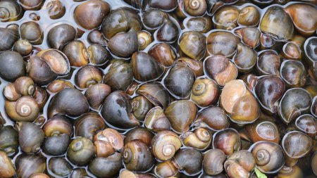 Téléchargez les photos : Un tas d'escargots trempés dans l'eau - en image libre de droit