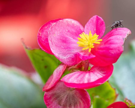 Téléchargez les photos : Gros plan d'une mouche assise sur le délicat pétale d'une fleur de bégonia à la cire rose - en image libre de droit