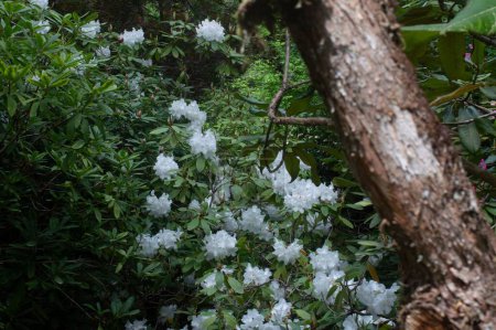 Téléchargez les photos : A Closeup of white Rhododendron President Roosevelt flowers with green leaves in the garden - en image libre de droit