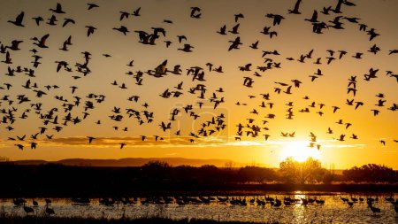 Photo for A flock of geese flying at the Bosque del Apache in New Mexico at sunrise - Royalty Free Image