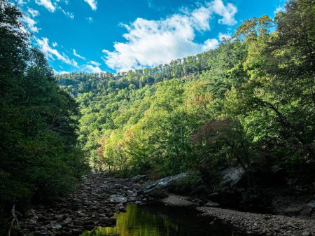 Téléchargez les photos : Une vue panoramique de forêts verdoyantes luxuriantes sous le ciel bleu avec une petite rivière qui les traverse - en image libre de droit