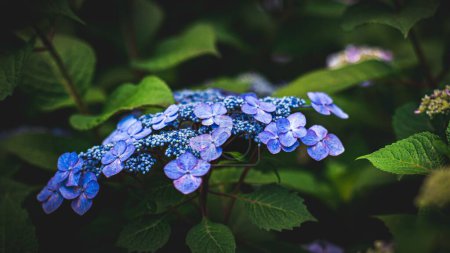Photo for A closeup of purple hydrangea flowers growing outdoors - Royalty Free Image