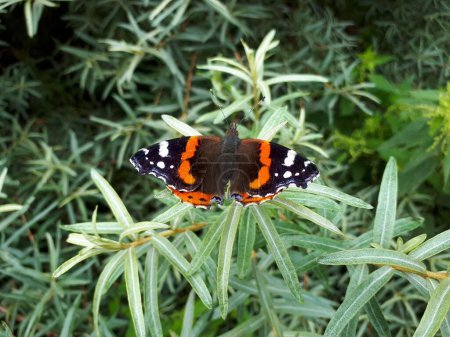 Foto de Una mariposa Vanessa atalanta posada en la planta - Imagen libre de derechos