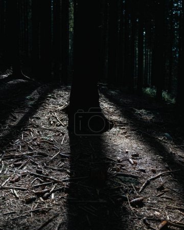 Téléchargez les photos : Un plan vertical d'une forêt sombre avec des rayons du soleil - en image libre de droit