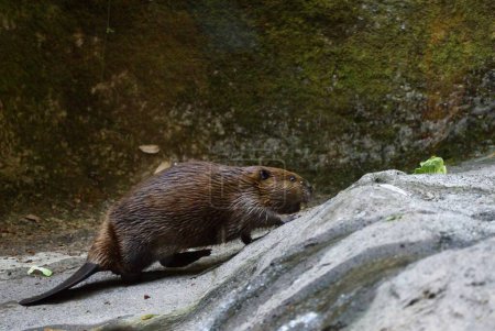 Téléchargez les photos : Un castor brun debout sur un sol rocheux - en image libre de droit