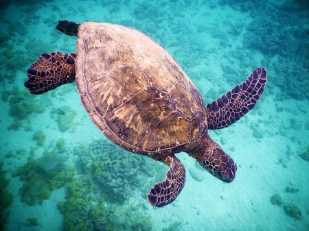 Foto de Un primer plano de una tortuga verde del Pacífico nadando en el agua clara del mar - Imagen libre de derechos