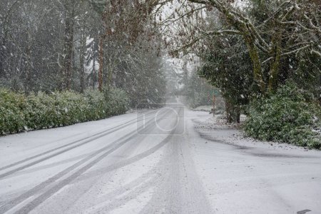 Photo for A snow-covered road between green trees and bushes during early Winter snowing in December on Mercer Island - Royalty Free Image