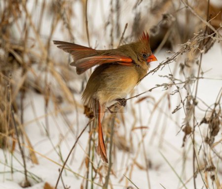 Téléchargez les photos : Gros plan d'un cardinalis cardinalis cardinalis brun nordique ouvrant ses ailes dans une végétation gelée - en image libre de droit