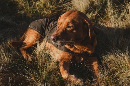Téléchargez les photos : Gros plan d'un Labrador Retriever couché sur le sol - en image libre de droit