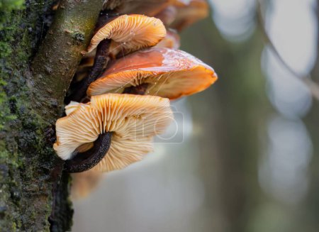 Photo for A tiered troop of Velvet Shank (Flammulina velutipes) mushrooms growing on the side of an Alder tree - Royalty Free Image