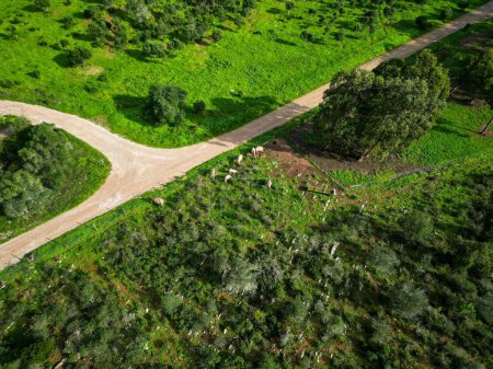 Téléchargez les photos : Une vue aérienne des routes dans les champs verts, Portugal - en image libre de droit
