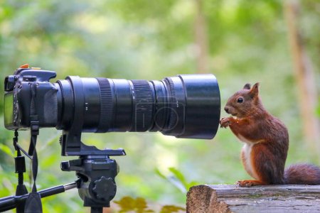 Foto de Una adorable ardilla roja, Sciurus vulgaris de pie junto a una cámara y mirando a su lente en un bosque - Imagen libre de derechos