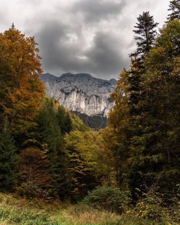 Foto de Un plano vertical de los bosques sobre las rocas - Imagen libre de derechos