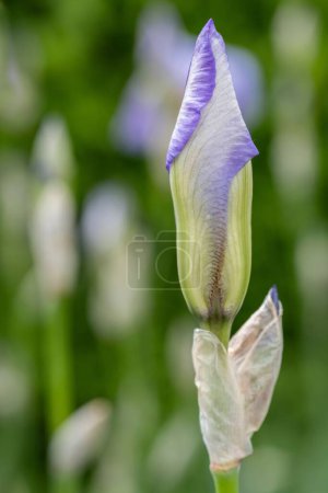 Téléchargez les photos : Plan vertical d'une plante à fleurs d'iris - en image libre de droit
