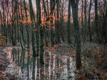 Photo for A beautiful view of flooded trees covered with fall colors - Royalty Free Image