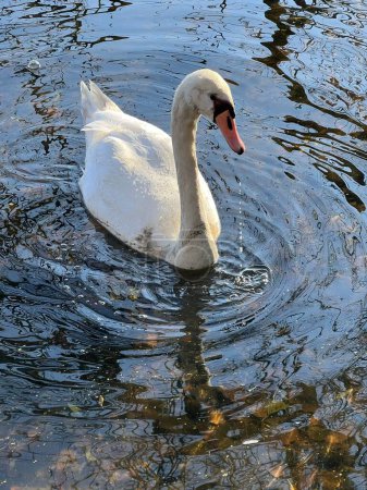 Photo for A vertical shot of a swan in a pond. - Royalty Free Image