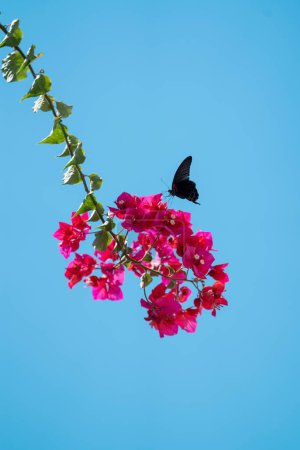 Téléchargez les photos : Un cliché en angle bas du papillon noir sur la fleur rose aginst un ciel bleu - en image libre de droit