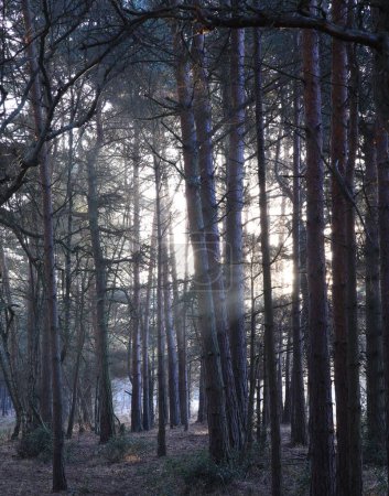 Photo for A vertical shot of the tall trees in Sutton park in Birmingham, England. - Royalty Free Image