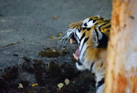 Foto de Un primer plano de un tigre naranja salvaje a rayas gruñendo - Imagen libre de derechos