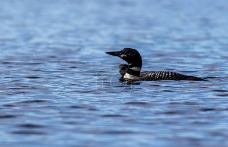 Photo for The common loon or great northern diver (Gavia immer) - Royalty Free Image