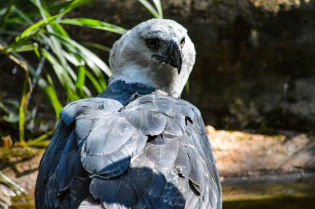 Photo for A back view of a harpy eagle - Royalty Free Image