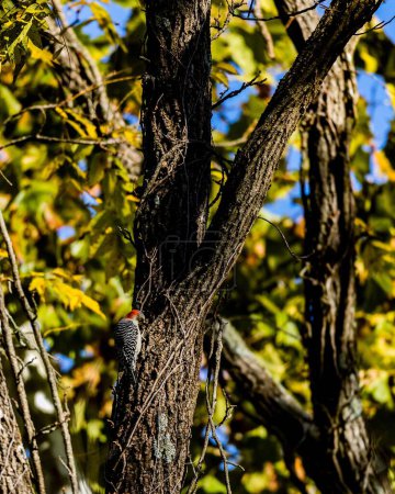 Photo for A red-bellied woodpecker making a hole on a tree - Royalty Free Image