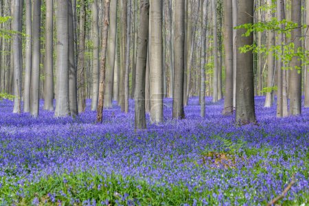 Photo for A beautiful flower field full of common bluebells surrounding the tall tree trunks - Royalty Free Image