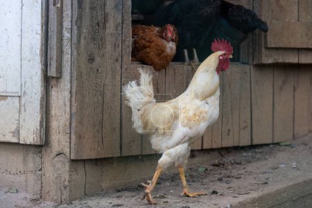 Photo for A white-feathered rooster, on a chicken coop on a farm, with chickens in the background - Royalty Free Image