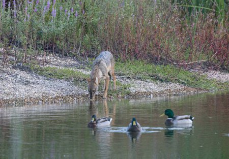 Téléchargez les photos : Les canards flottant dans le lac et un chacal commun sur le rivage - en image libre de droit