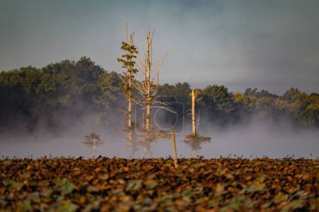Téléchargez les photos : Grands arbres sortant du lac couverts de plantes aquatiques par une journée ensoleillée brumeuse - en image libre de droit